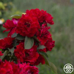 Dancing In The Dark™ -Precisiom Store Dancing In The Dark 815