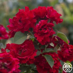 Dancing In The Dark™ -Precisiom Store Dancing In The Dark 85