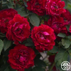 Dancing In The Dark™ -Precisiom Store Dancing In The Dark 89