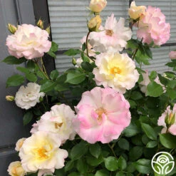 Easter Basket™ -Precisiom Store Easter Basket 12