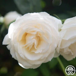 Easy Spirit™ 10 Easy Spirit™ -Precisiom Store Easy Spirit 7