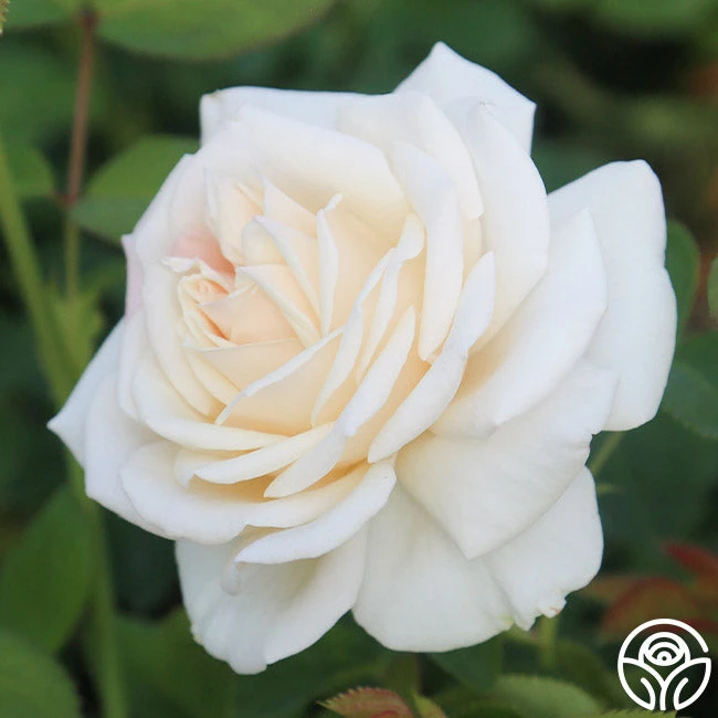 Easy Spirit™ 2 Easy Spirit™ - Image 2