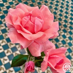 Eiffel Tower -Precisiom Store Eiffel Tower 11