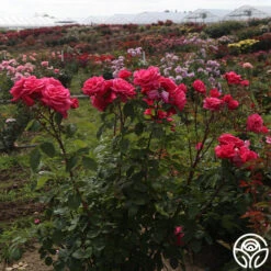 Electron® -Precisiom Store Electron 05