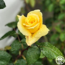 First Impression 7 First Impression -Precisiom Store First Impression 20