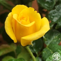 First Impression 6 First Impression -Precisiom Store First Impression 22