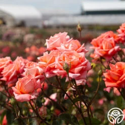 Folklore™ -Precisiom Store Folklore 1454