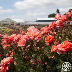 Folklore™ -Precisiom Store Folklore 1456