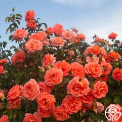 Folklore™ -Precisiom Store Folklore 15