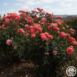 Folklore™ -Precisiom Store Folklore 156