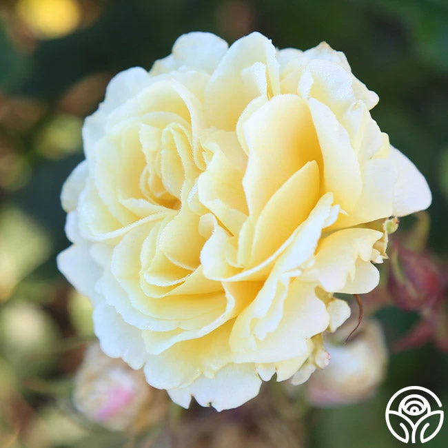 Forever Busy 4 Forever Busy - Image 4