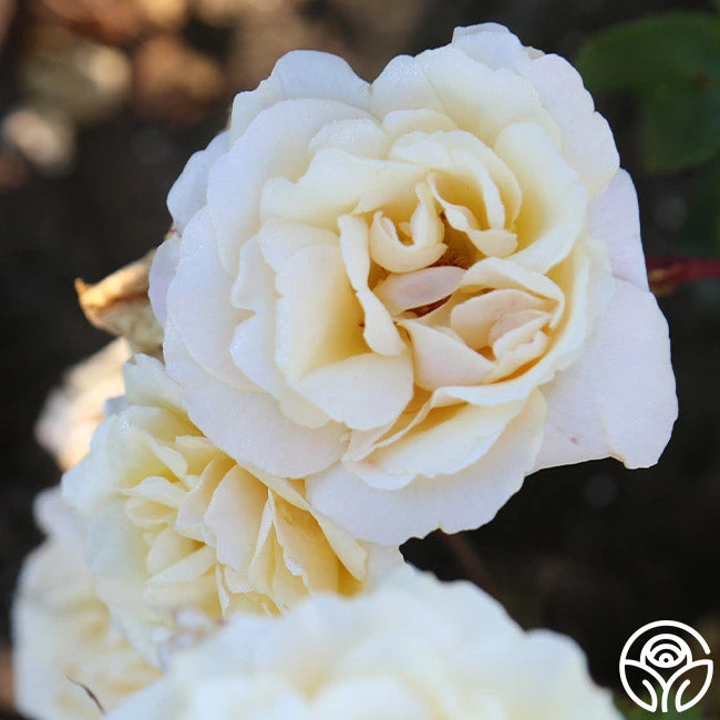 Forever Busy 5 Forever Busy - Image 5