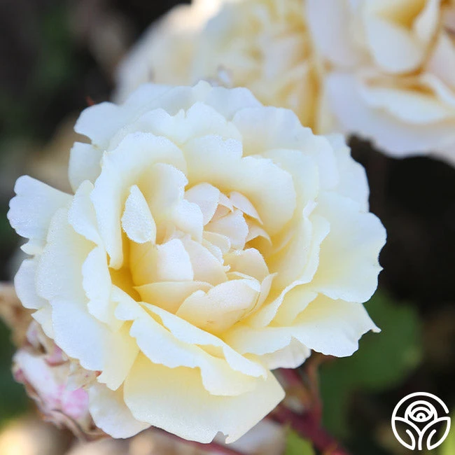 Forever Busy 3 Forever Busy - Image 3