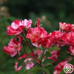 Fourth Of July™ -Precisiom Store Fourth Of July 11