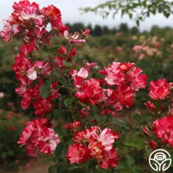 Fourth Of July™ -Precisiom Store Fourth Of July 14