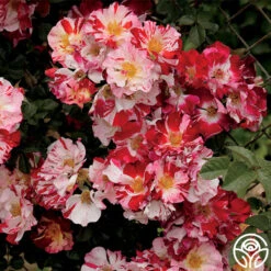 New Release -Precisiom Store Fourth Of July 15