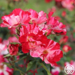 Fourth Of July™ -Precisiom Store Fourth Of July 16