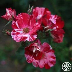 Fourth Of July™ -Precisiom Store Fourth of July 103