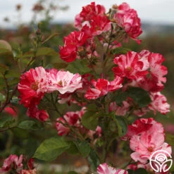 Fourth Of July™ -Precisiom Store Fourth of July 111