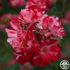 Fourth Of July™ -Precisiom Store Fourth of Juy012