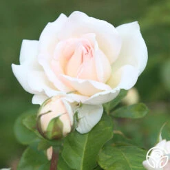 Francis Meilland® -Precisiom Store Francis Meiland 13