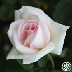 Francis Meilland® -Precisiom Store Francis Meilland 34