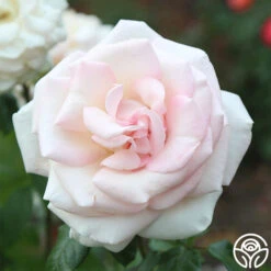 Francis Meilland® -Precisiom Store Francis Meilland 023