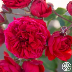 Francois Rabelais -Precisiom Store Francois Rabelais 01