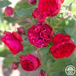 Francois Rabelais -Precisiom Store Francois Rabelais 010