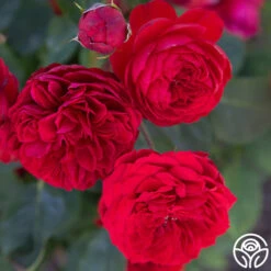 Francois Rabelais -Precisiom Store Francois Rabelais 03