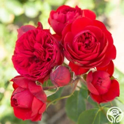 Francois Rabelais -Precisiom Store Francois Rabelais 06