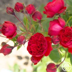 Francois Rabelais -Precisiom Store Francois Rabelais 07