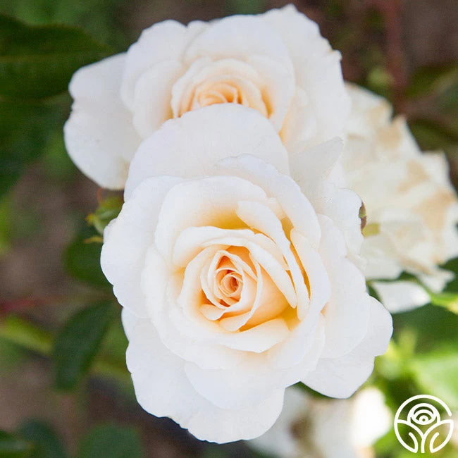 French Lace™ 2 French Lace™ - Image 2