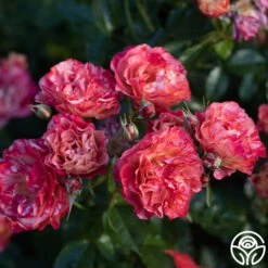 Frida Kahlo™ 25 Frida Kahlo™ -Precisiom Store Frida Kahlo 2