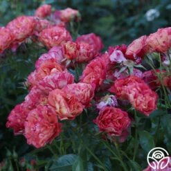 Frida Kahlo™ 23 Frida Kahlo™ -Precisiom Store Frida Kahlo 23