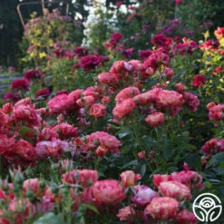 Frida Kahlo™ 17 Frida Kahlo™ -Precisiom Store Frida Kahlo 25