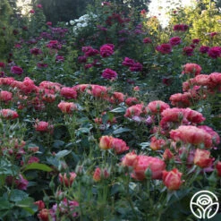 Frida Kahlo™ 22 Frida Kahlo™ -Precisiom Store Frida Kahlo 26