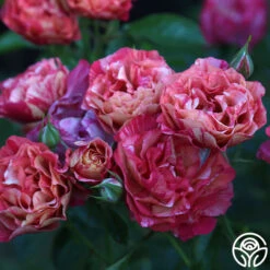 Frida Kahlo™ 15 Frida Kahlo™ -Precisiom Store Frida Kahlo 273