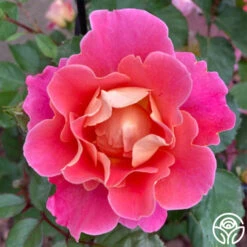 Fruity Petals™ -Precisiom Store Fruity Petal2 13