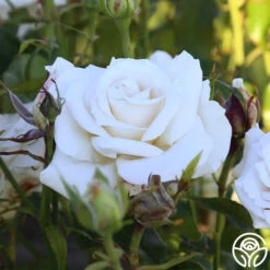 Full Sail 23 Full Sail -Precisiom Store Full Sail 11