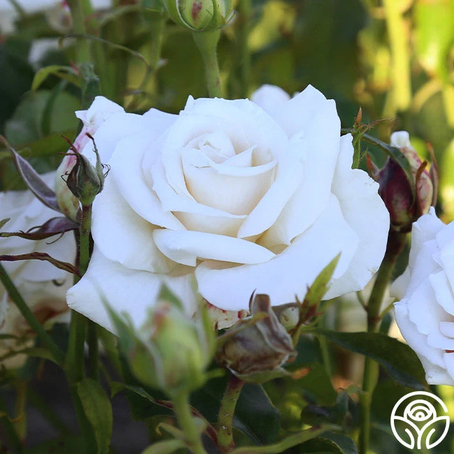 Full Sail 12 Full Sail - Image 12