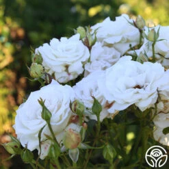 Full Sail 18 Full Sail -Precisiom Store Full Sail 12