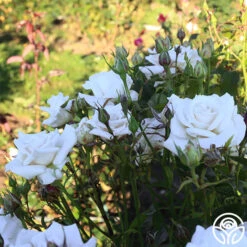 Full Sail 21 Full Sail -Precisiom Store Full Sail 13