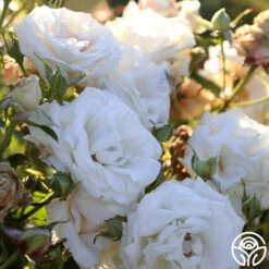 Full Sail 20 Full Sail -Precisiom Store Full Sail 14