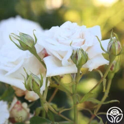 Full Sail 15 Full Sail -Precisiom Store Full Sail 16