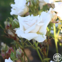 Full Sail 19 Full Sail -Precisiom Store Full Sail 17