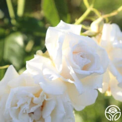 Full Sail 17 Full Sail -Precisiom Store Full Sail 18