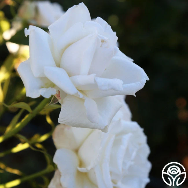 Full Sail 5 Full Sail - Image 5