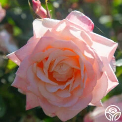 Generosity™ -Precisiom Store Generosity 11