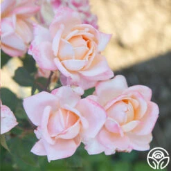 Generosity™ -Precisiom Store Generosity 18